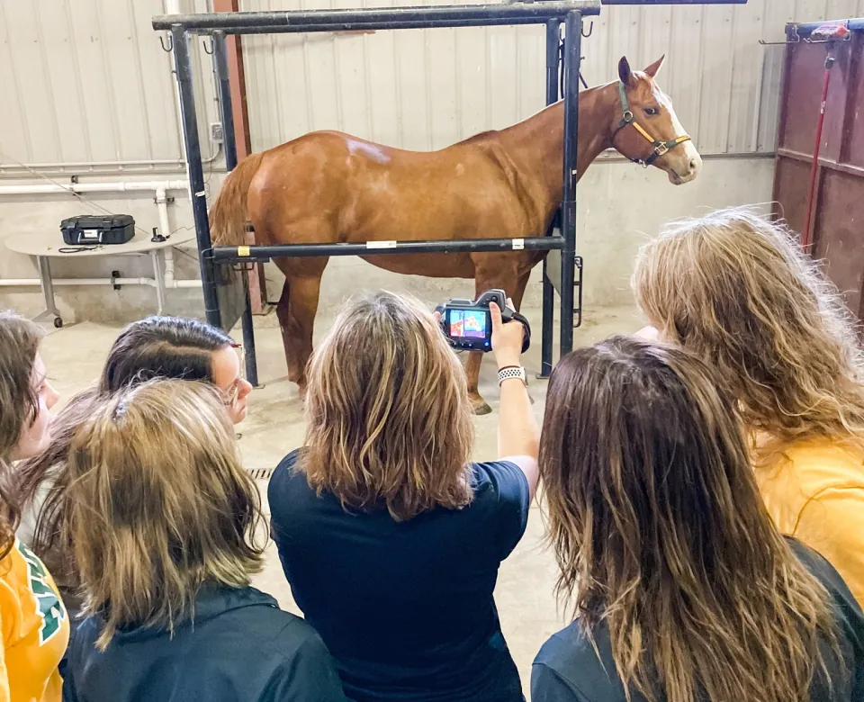 Students taking picture of horse for research