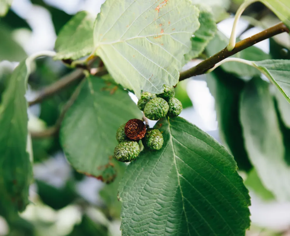Green leaves and brown, woody catkins on an alder tree