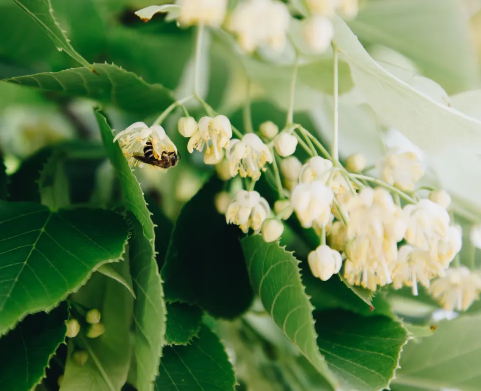 Linden tree in bloom