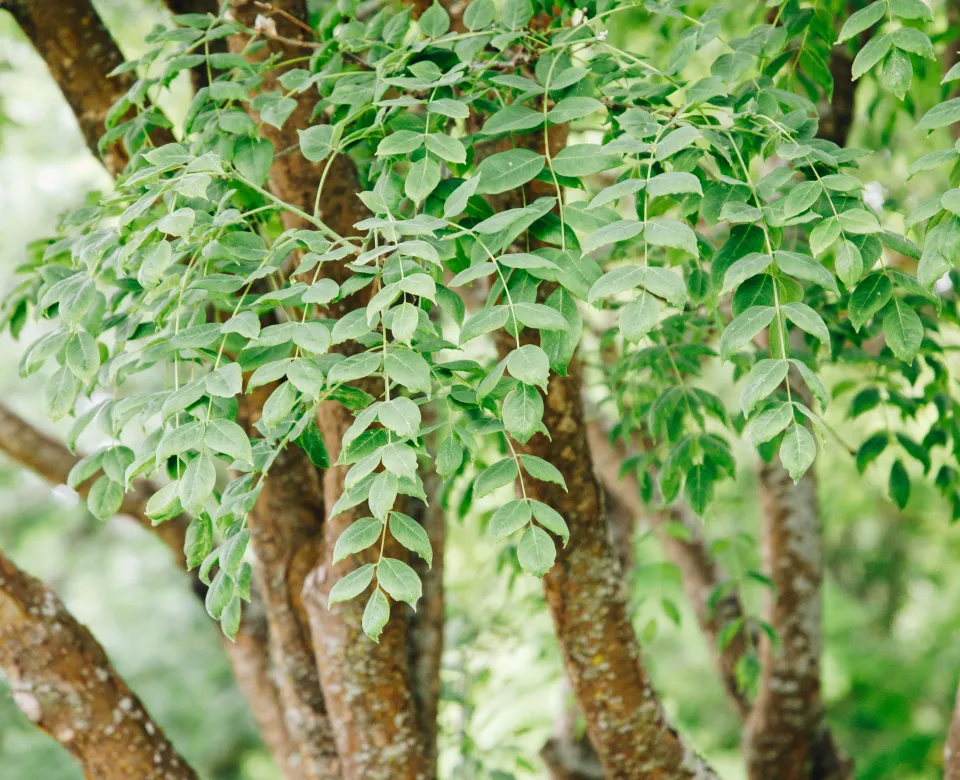 Green leaflets against copper colored bark of Amur Maackia