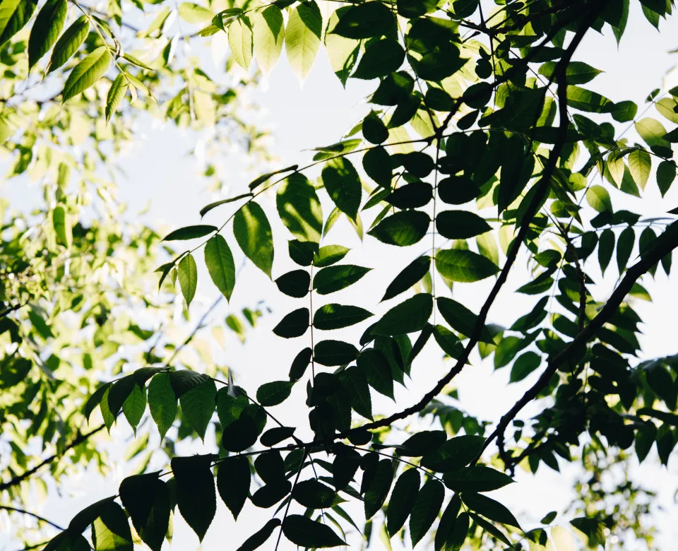 A view looking up at the canopy of a black walnut tree with dark bark and green leaves, showing the branches spreading out against a bright sky.