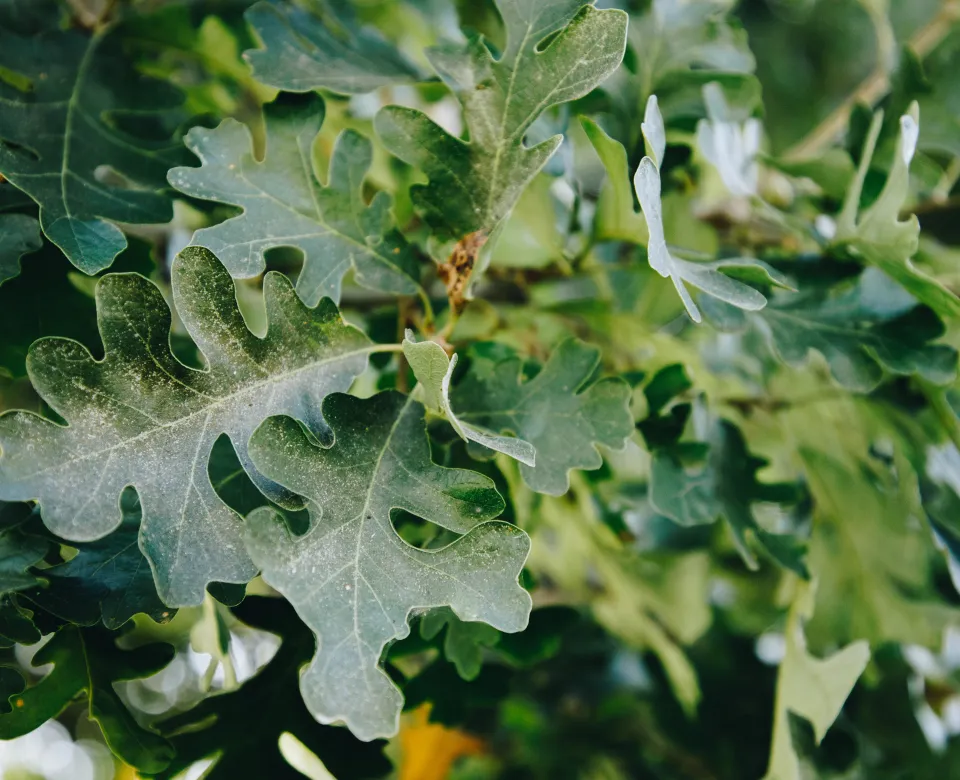 A close-up of a dusty oak leaf with lobed edges and a muted green color.