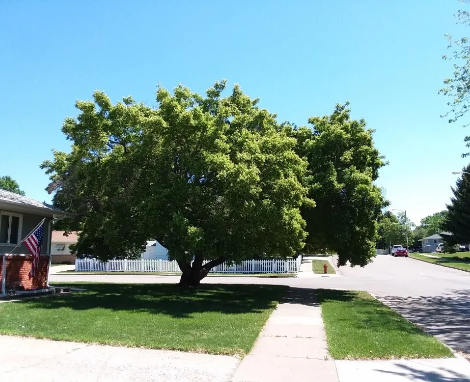State Champion Amur maple tree in a residential frontyard