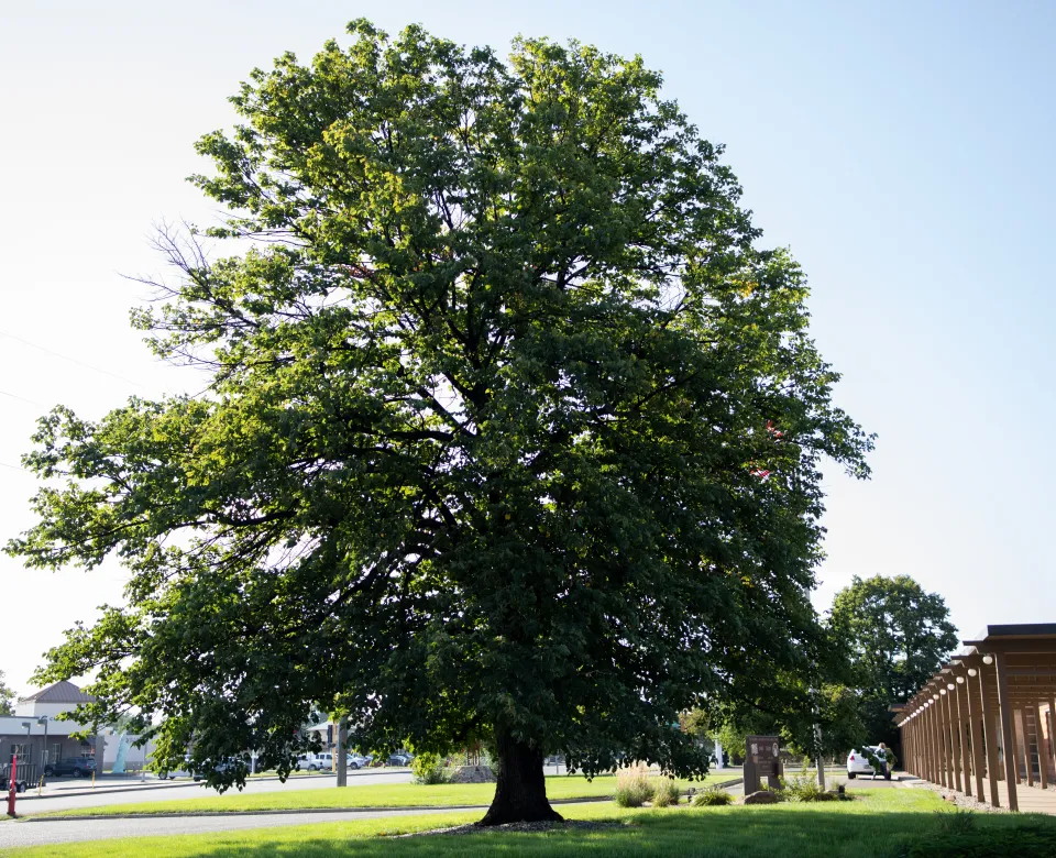 state champion littleleaf linden tree