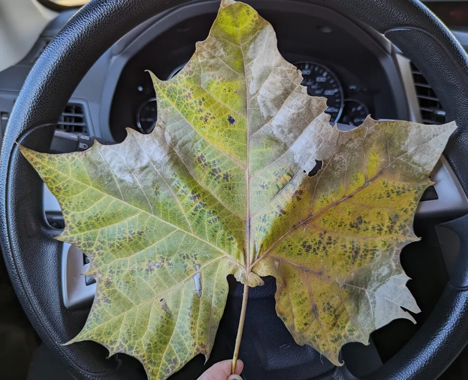 Size comparison of the Northern Advance sycamore leaf against a car steering wheel. Nearly the same size!