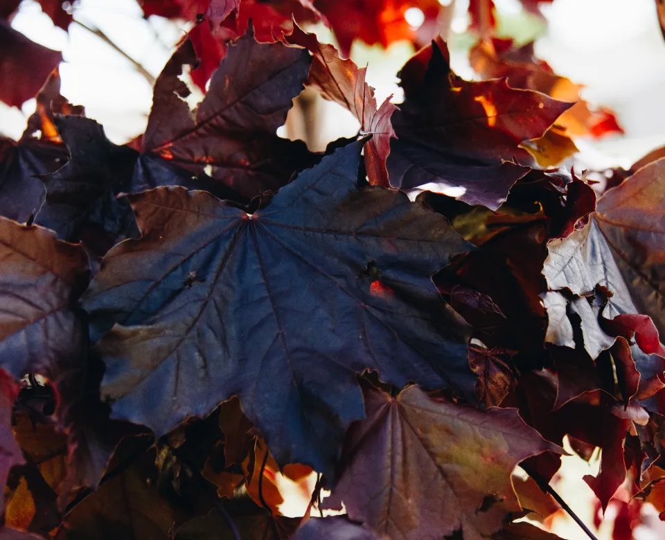 Deep purple leaves on Crimson King maple
