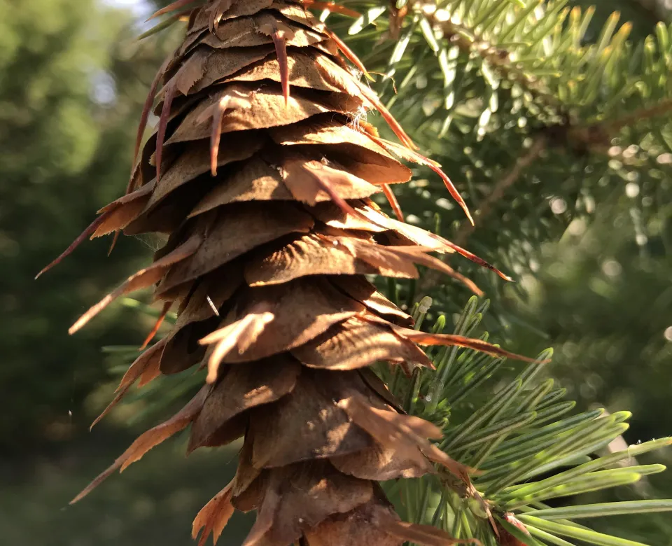 Close up of a cone on a Douglas-fir tree