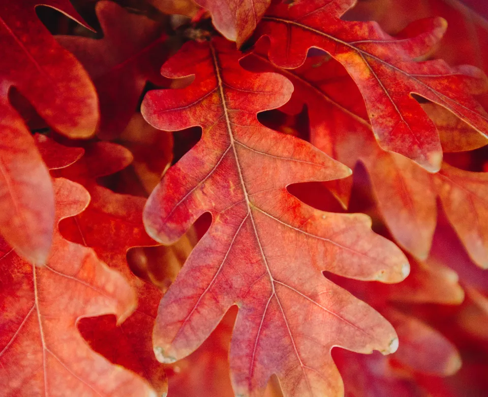 Close-up of vibrant red oak leaves in autumn, showcasing their lobed shape and intricate vein patterns.