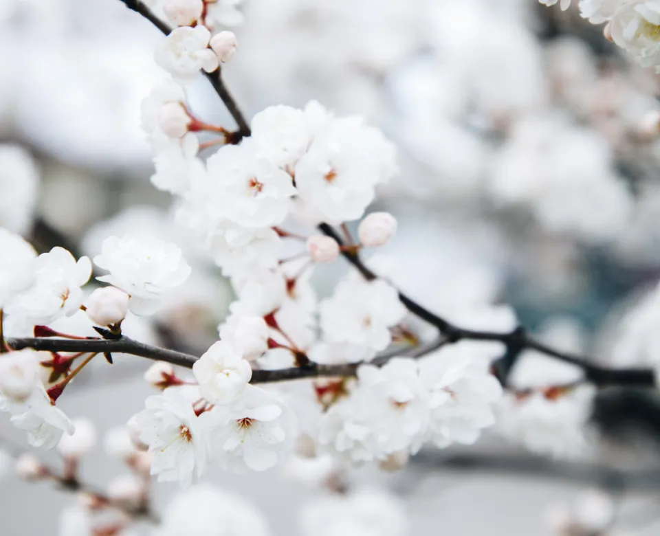 Close-up of delicate white blossoms on a dark gray branch against a soft, blurred background.