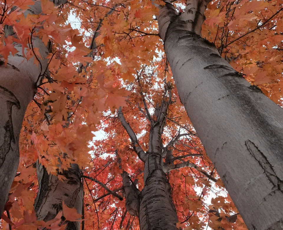 Looking up into the canopy of a Freeman maple tree in the fall. Red-orange leaves against grey, smooth bark.