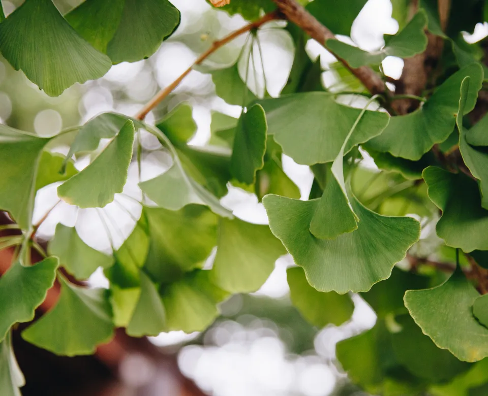 Close up of ginkgo tree leaves, showing off their fan shape