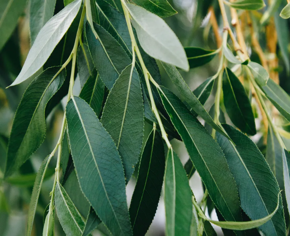 Willow leaves that are green, oblong and have a white/silver underside.