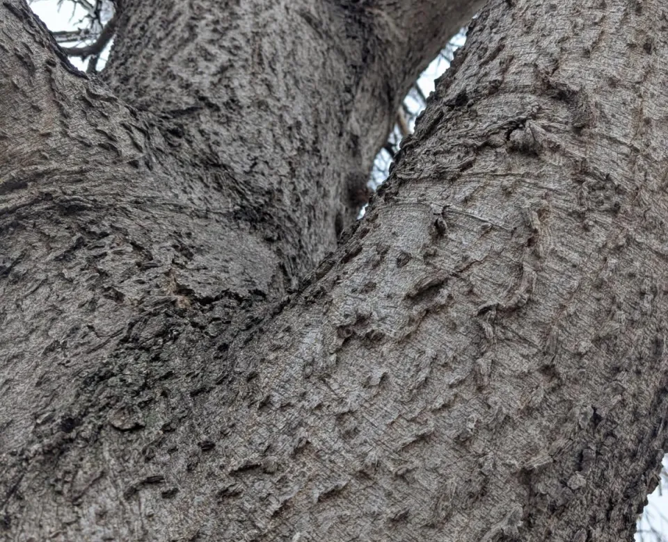 Unique, cork-like hackberry bark