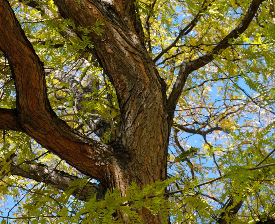 Honeylocust leaves beginning to show yellow fall color. The bark is a warm grayish-brown. 