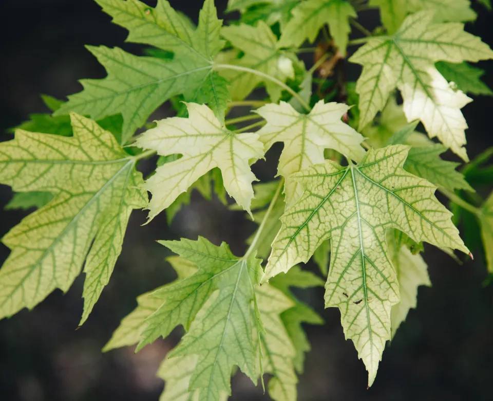 Yellow leaves with bright green veins showing classic signs of chlorosis.