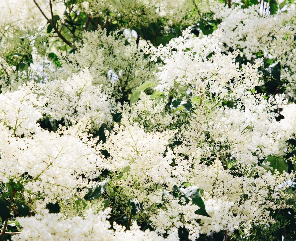 Showy, panicle-shaped, white flowers in the canopy of a Japanese tree lilac
