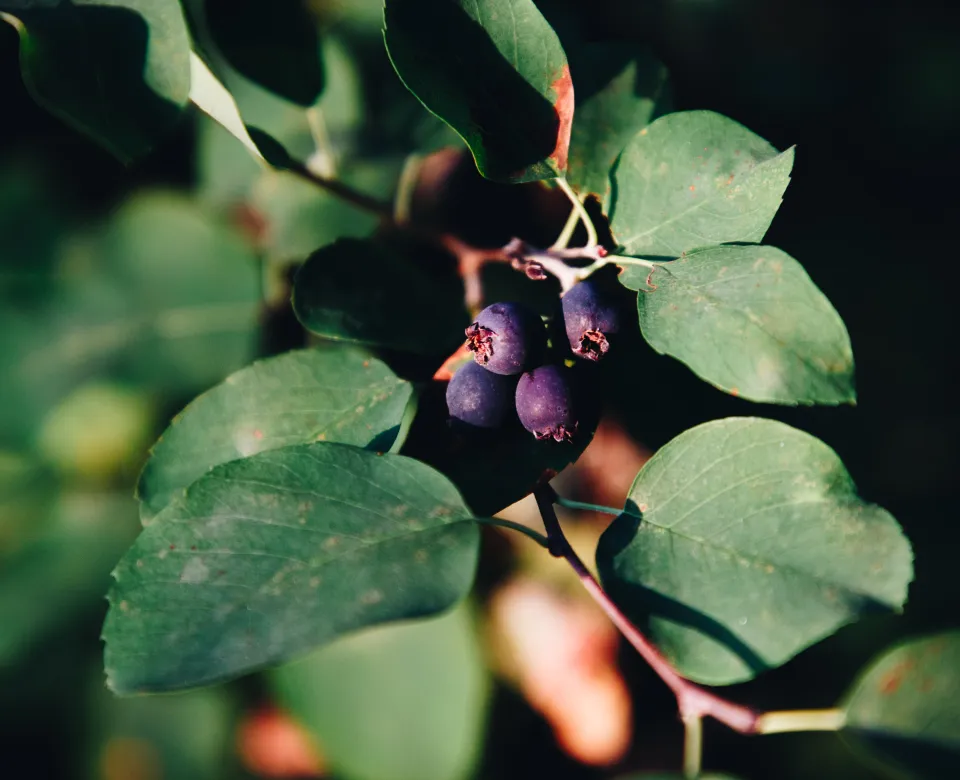 A cluster of dark purple berries surrounded by green leaves on a branch.