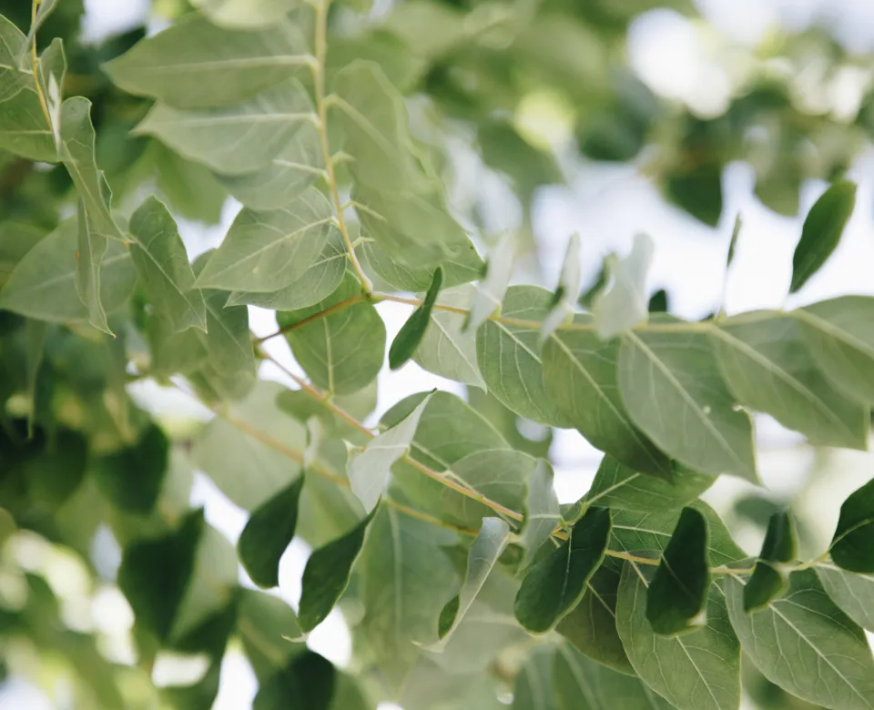 Example of Kentucky coffeetree leaflets