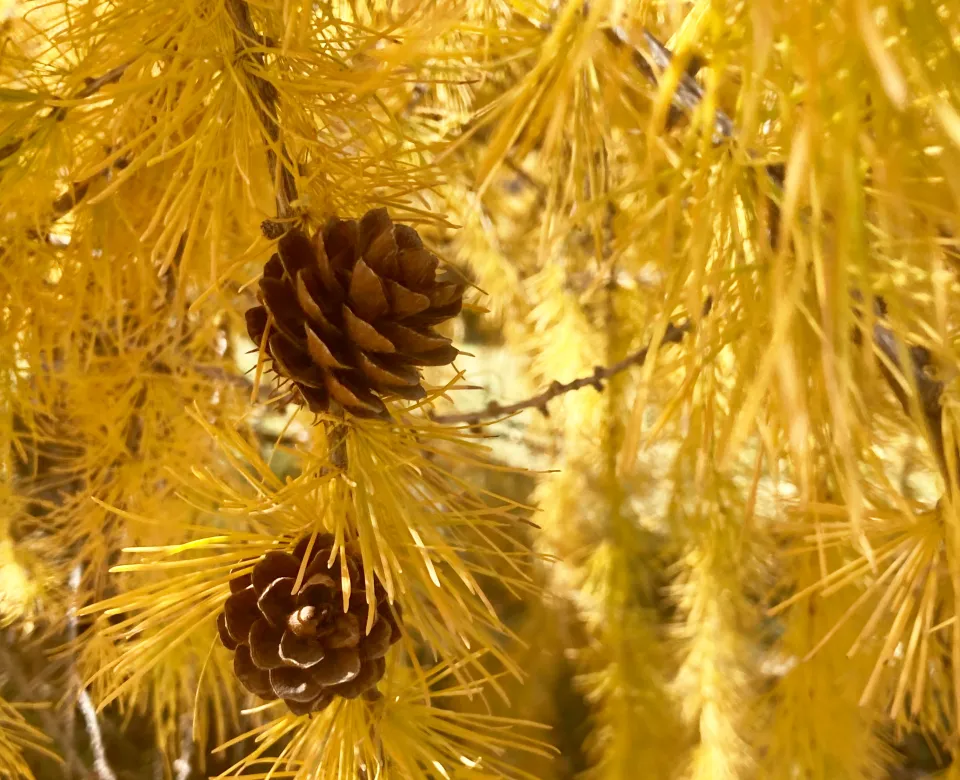 Siberian larch displaying its golden yellow, almost orange, fall color.