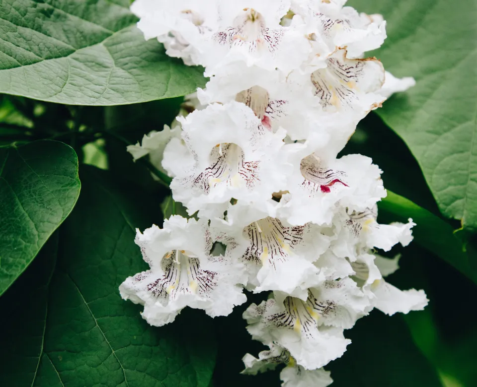 White, showy catalpa flowers