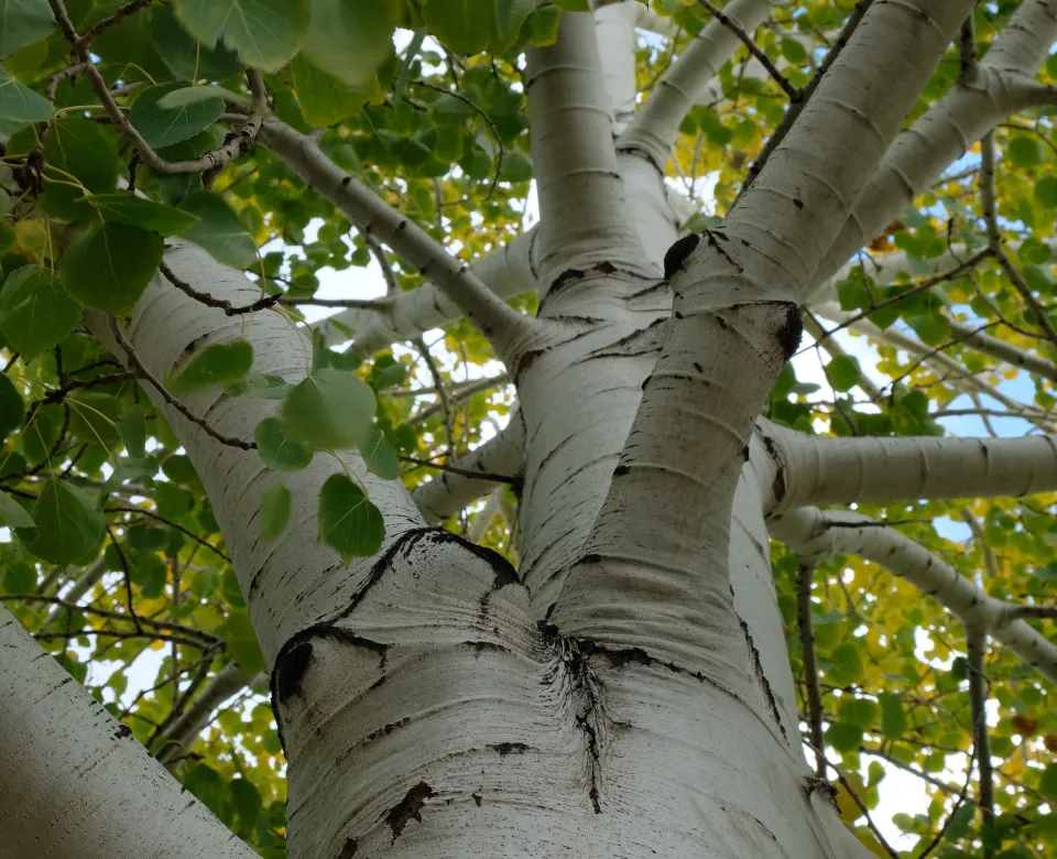 Looking up into the canopy of a quaking aspen tree