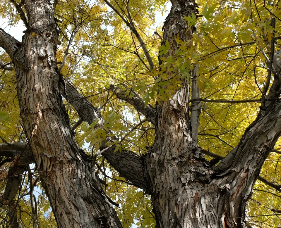 Strong, upright branches of silver maple displaying yellow fall color.