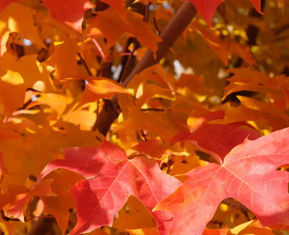 Close-up of vibrant red and orange maple leaves in autumn, with a hint of branches and sky in the background.