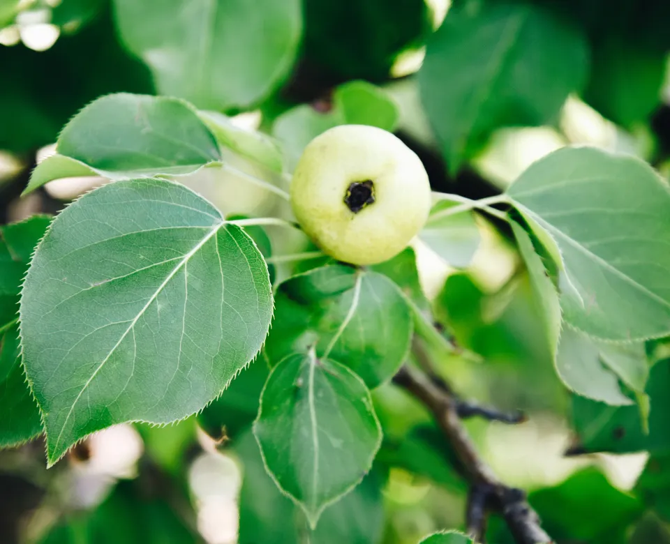 A small, light green pear hangs from a branch surrounded by green leaves.