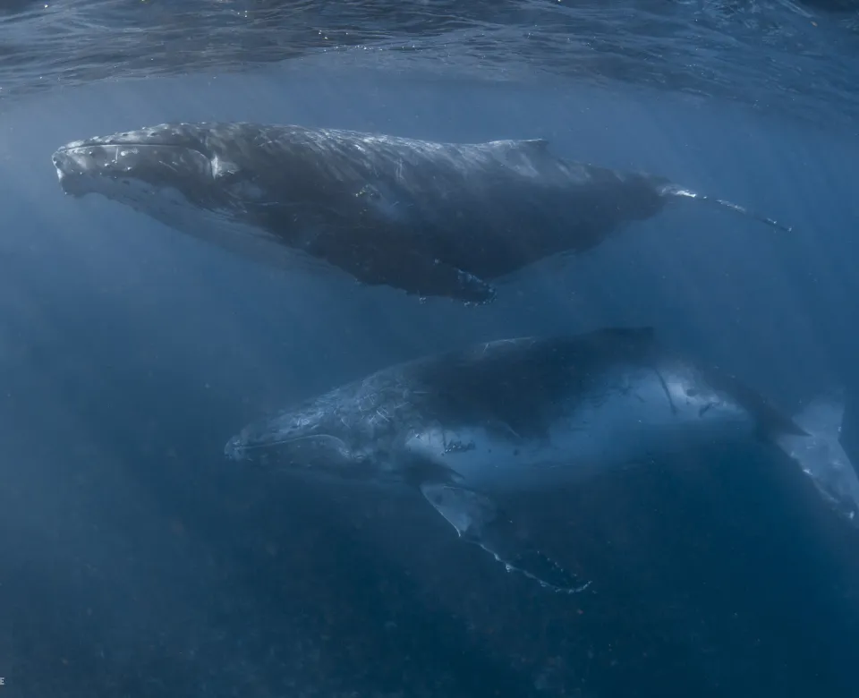 Two whales swimming side by side