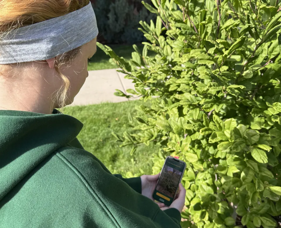 Student interacting with NDSU Campus Arboretum Self-Guided Tour via their phone