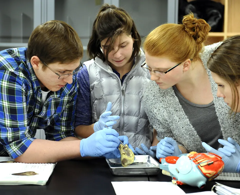 Students wearing gloves while  looking intently at a specimen.