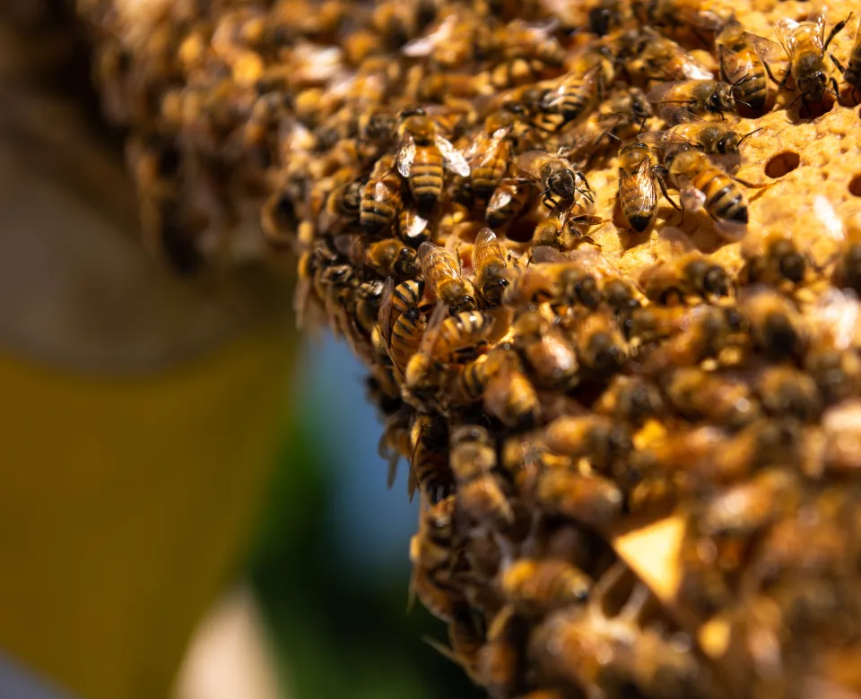 Close-up photo of a honeycomb with hundreds of bees