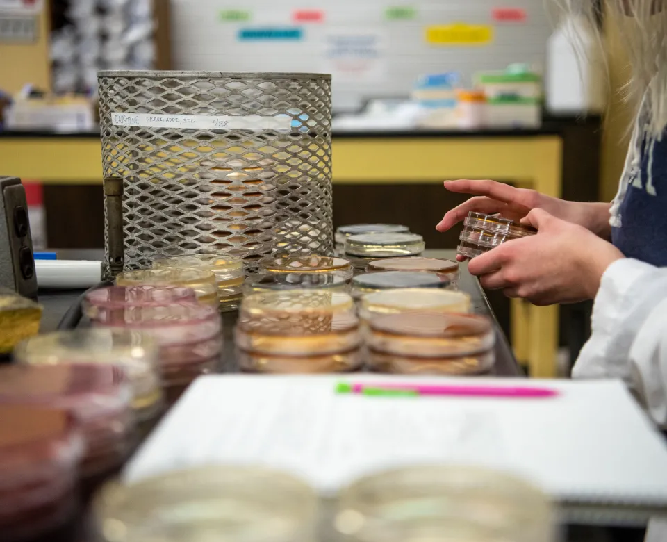 Student working with Petri dishes.