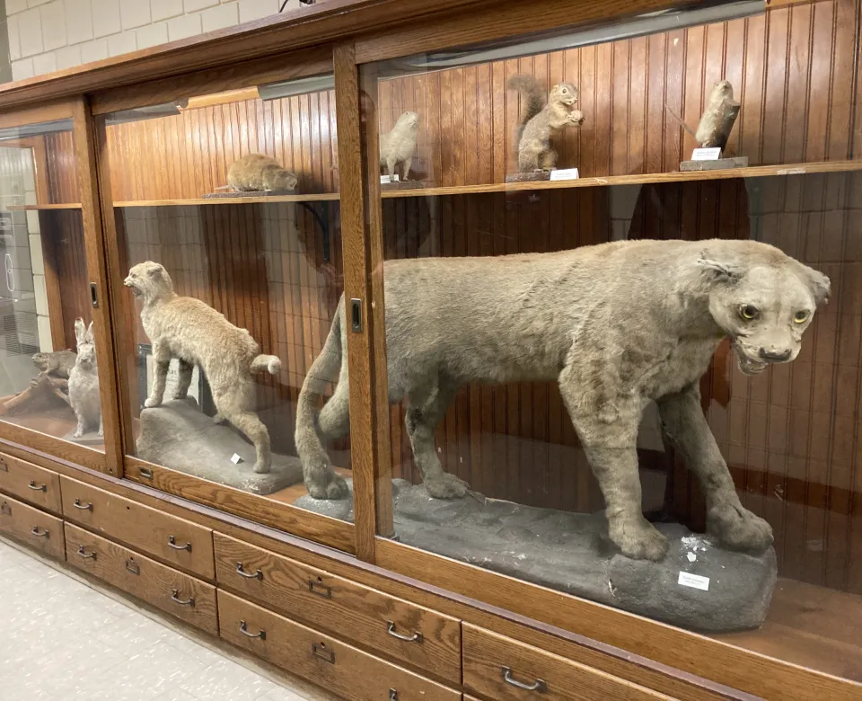 Taxidermy displayed in display case in Stevens Hall