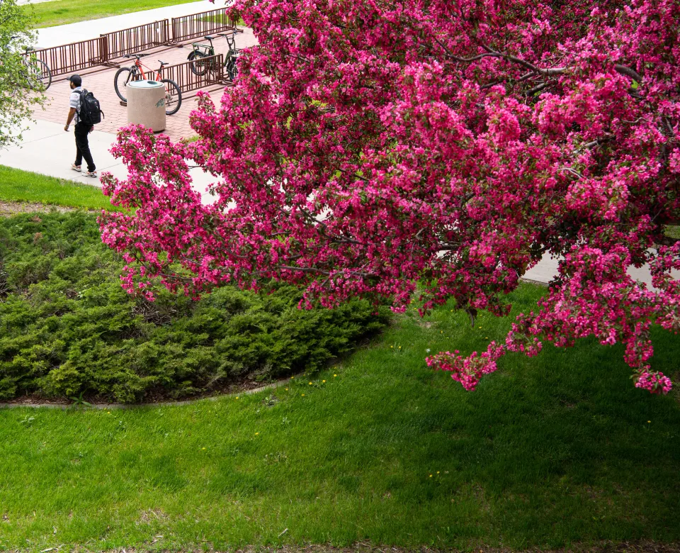 Student walking on campus