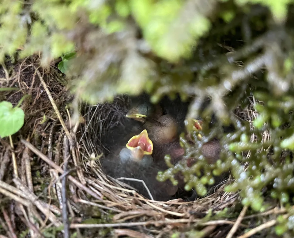 Baby bird sitting in nest with siblings waiting with open mouth for food.