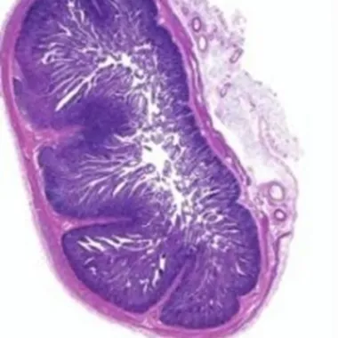 microscopic H&E stain