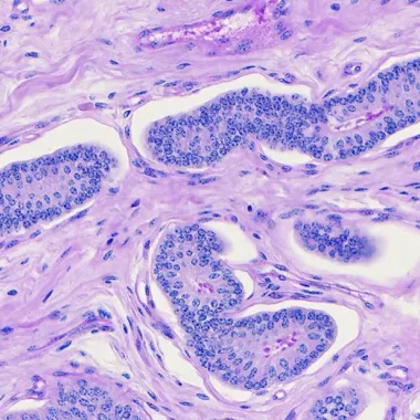 microscope image of stain of cells