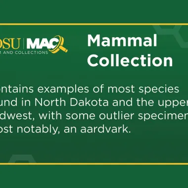 NDSU has a Mammal Collection 