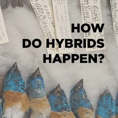 How do hybrids happen Icon leading to more stories