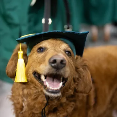 dog wearing a graduation cap