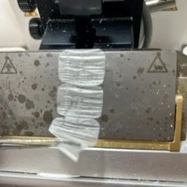 A ribbon of tissue sections comes out of a machine.