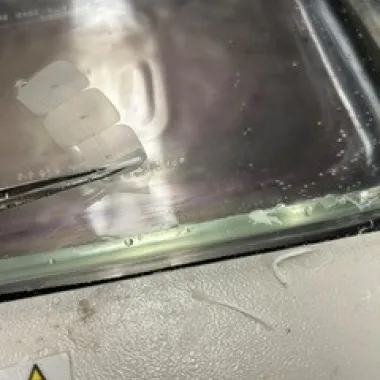 A ribbon of tissue sections is put in water bath.