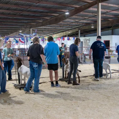 Youth examine goats during judging camp.