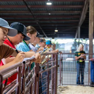 Youth take notes on hogs during livestock judging camp.