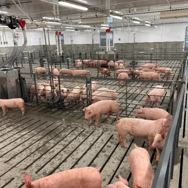 Pigs in the swine barn.