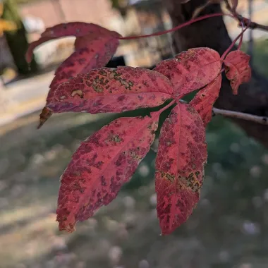 Manchurian Maple Leaf in the Fall
