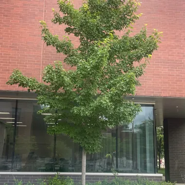 Red Maple in the Summer