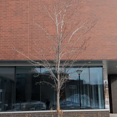 Red Maple in the Winter