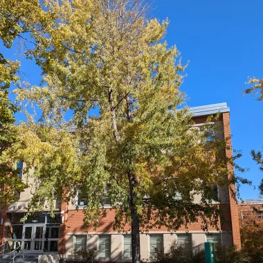 Skinner's Silver Maple Tree in the Fall